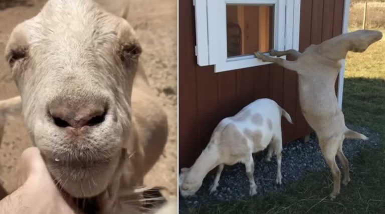 Scooby the goat rescued