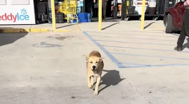 Couple Go To Dollar Store For Ice End Up Taking Home Dumped Dog