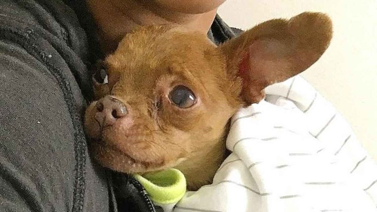 Winslow the special needs dog