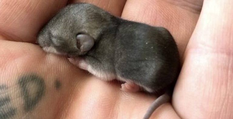 baby mouse