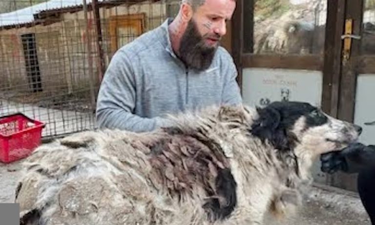 Man Saves Matted Dog At Shelter For Three Years And Gives Him His Life Back