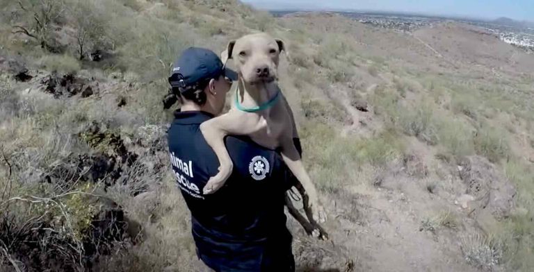 Kind Hiker Helps Save Dehydrated Stray Dog Stranded On Mountain