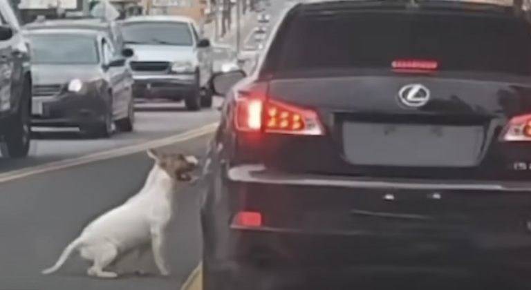 Woman Rushes To Save Dog After Seeing Video Of Him Being Abandoned At Busy Intersection