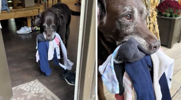 dog brings gifts to everyone