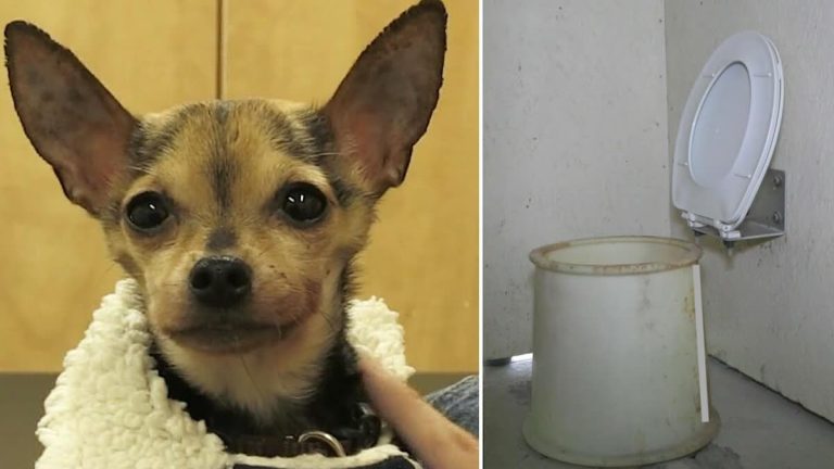 dog found in outhouse