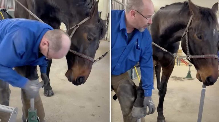 Farrier has assistant