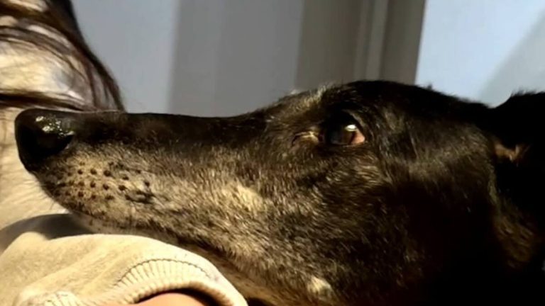 greyhound rescued after 5 years in kennel