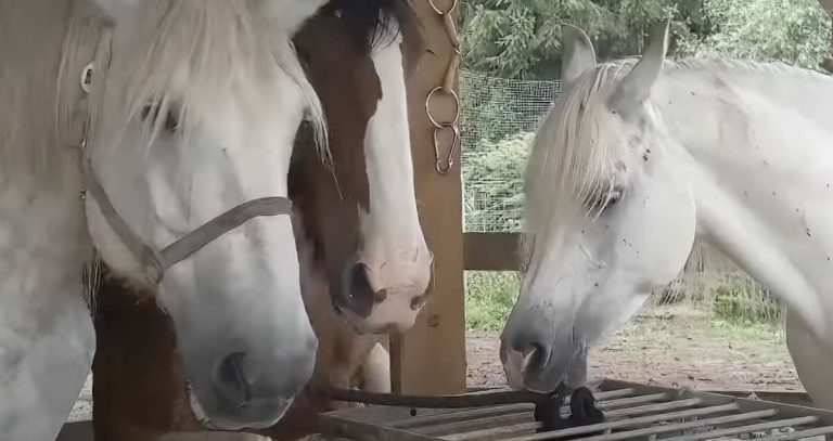 Horse Cleverly Unties His Friend’s Rope