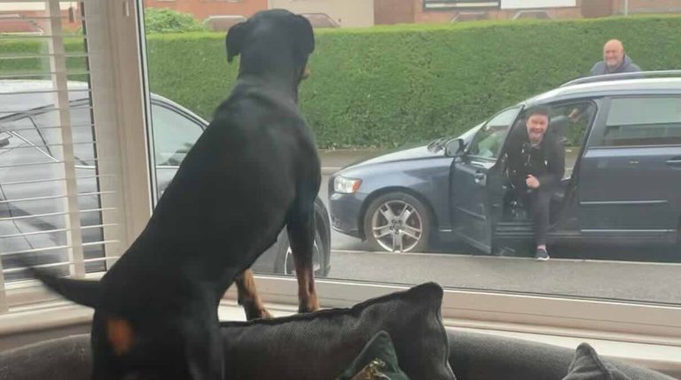 rottweiler happy to see her grandparents