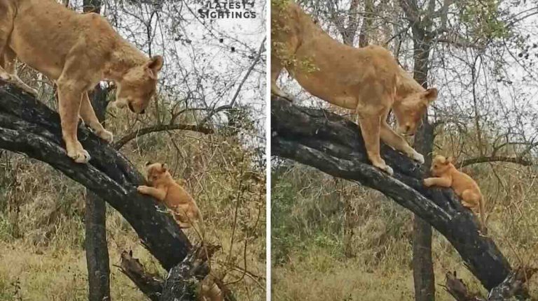 lion cubs climb tree