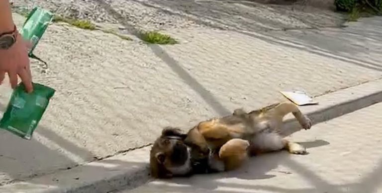 dog rolls over for belly rub