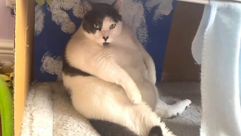 patches the fat cat finds a home