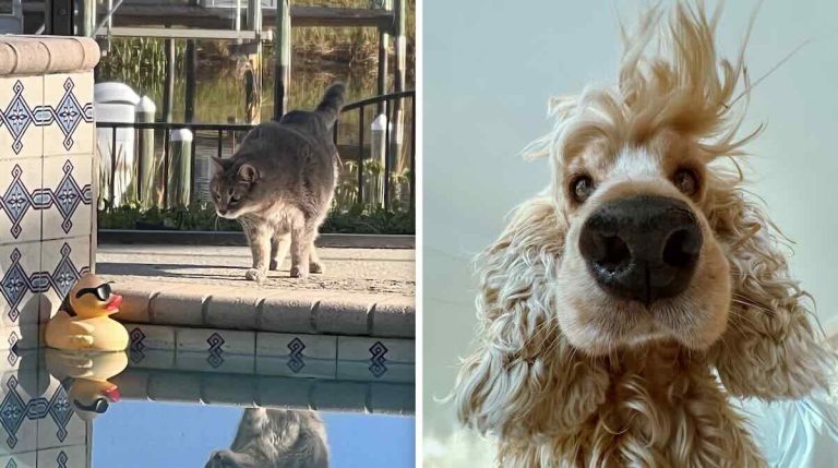 This Year’s Comedy Pet Photo Awards Finalists Bring On The Laughs And The Joy