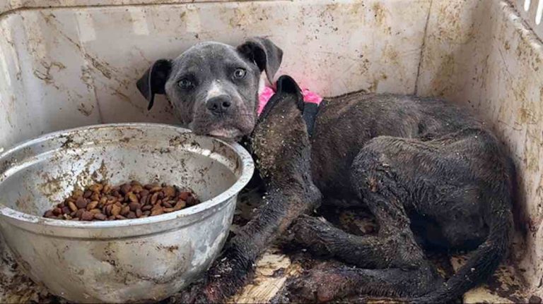 Puppy abandoned in crate
