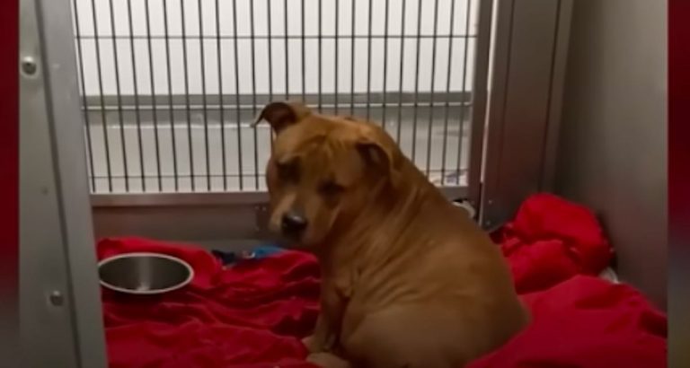 very pregnant pittie rescued from shelter