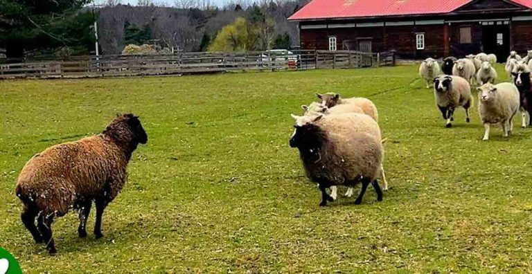 Rescued Sheep Run over To Greet New Arrival In Heartwarming Moment