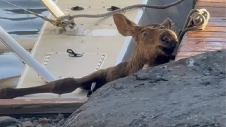 baby moose pulled from water