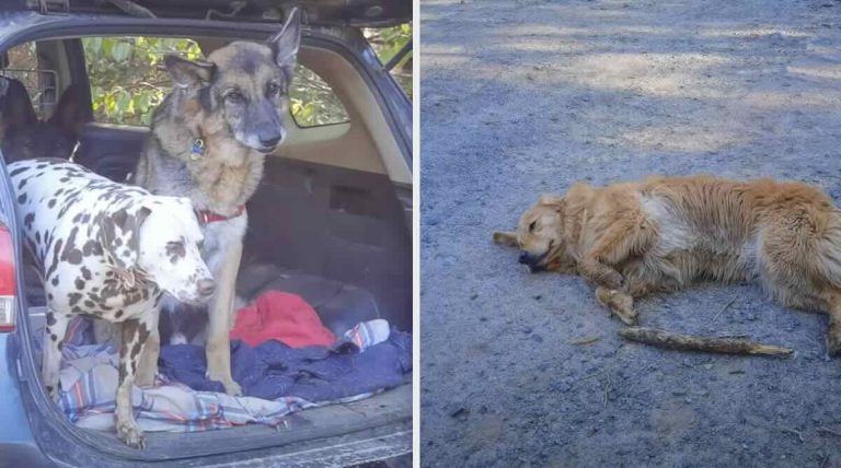 dog refuses to get in car