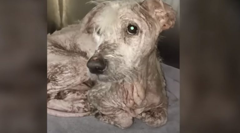 stray dog transforms into teddy bear