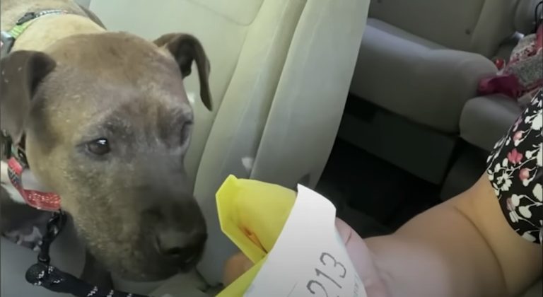 scared dog loves hamburgers