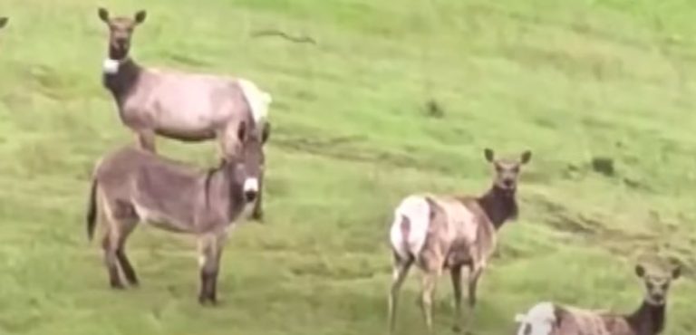 Diesel the donkey living with deer