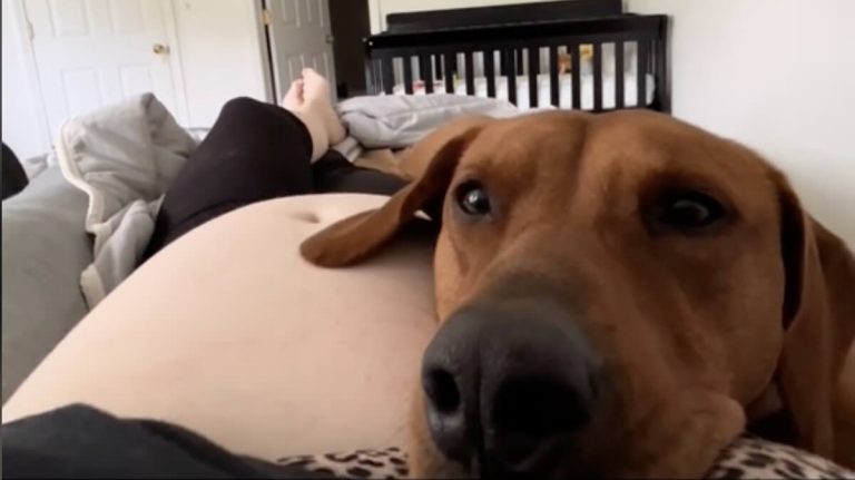 Dog feels baby kick