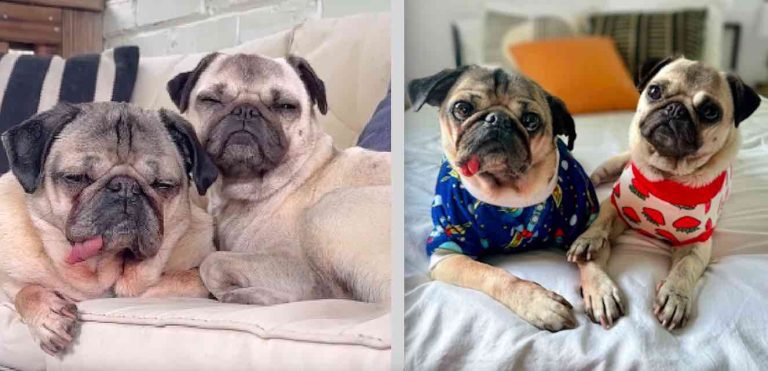 Doug the pug meets Dory