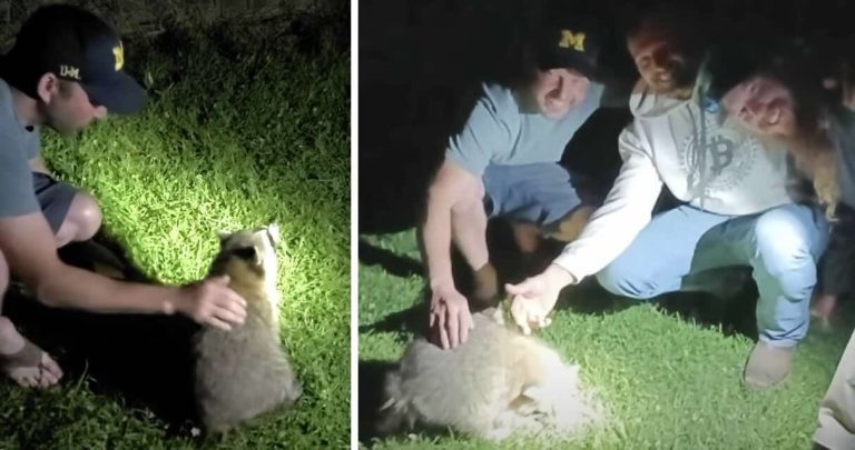 men save raccoon from choking