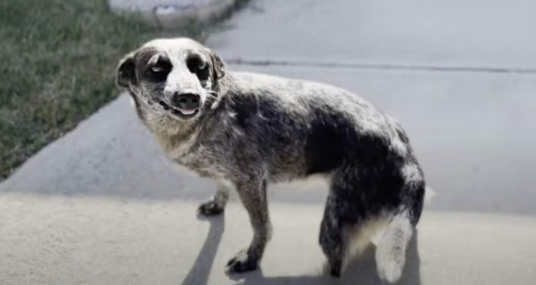 heeler puppy missing leg found in desert