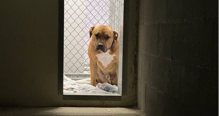 tyson at Fulton County Regional SPCA - NY