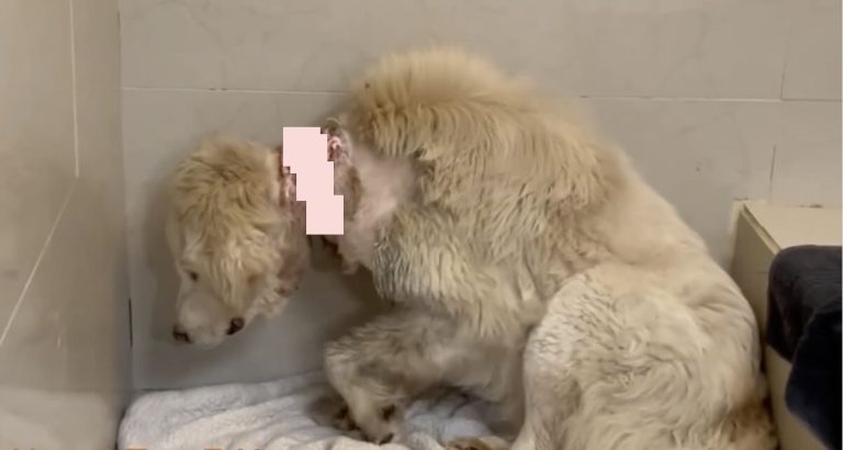 feral great pyrenees rescued