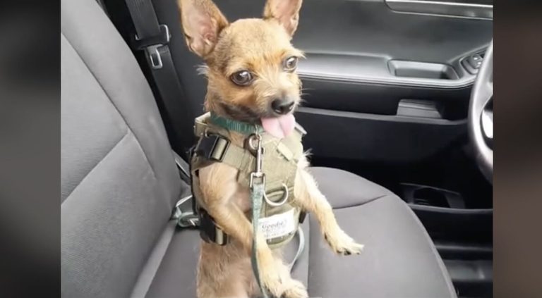 LA County's smallest therapy dog