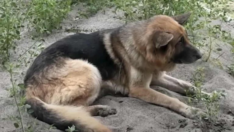 German Shepherd Found Zip Tied In Remote Canyon By Rock Climbers