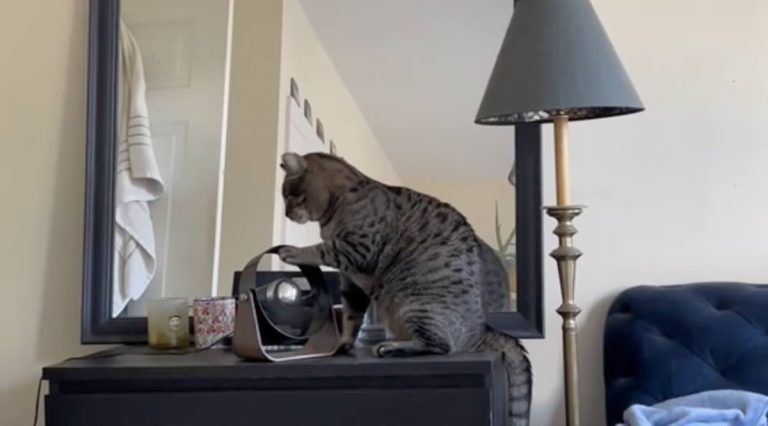 cat has annoying way of getting attention
