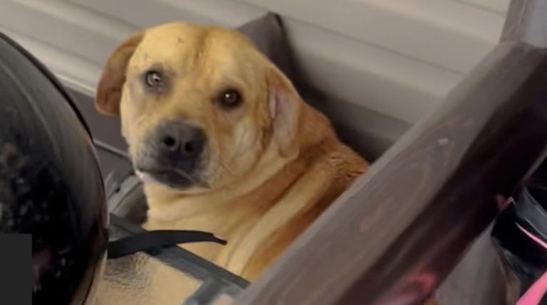 Vacationing Sisters Save Stray Dog Who Shows Up At Their Airbnb