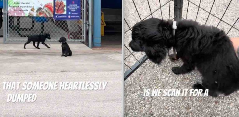 pups dumped at taco stand