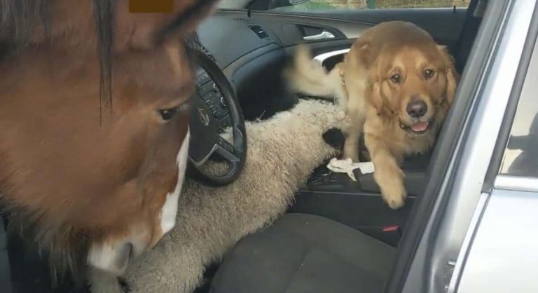 farm animals get in car