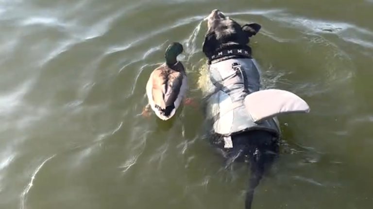 Finn the duck