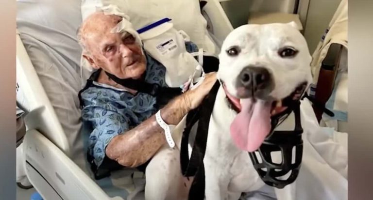 Rescued pittie saves his uncle