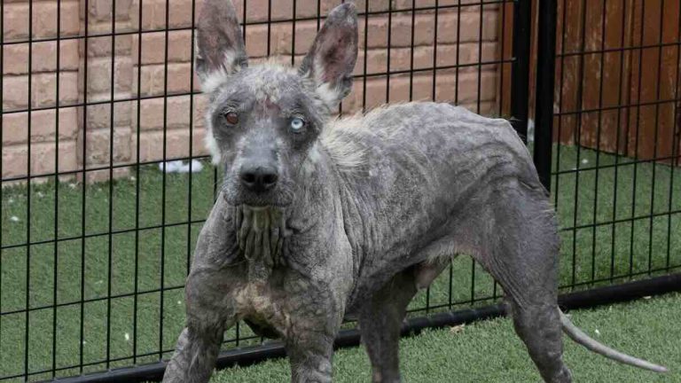 Lycan with scabies rescued