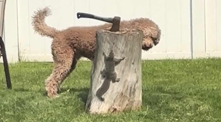 Dog Hilariously Outsmarted By Squirrel On Tree Stump