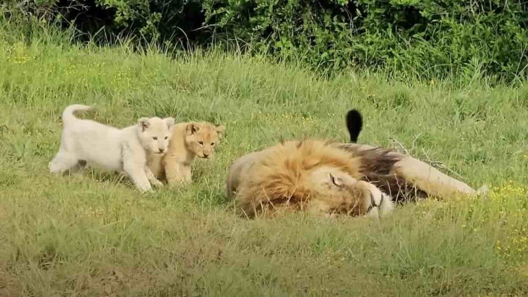 naughty lion cubs
