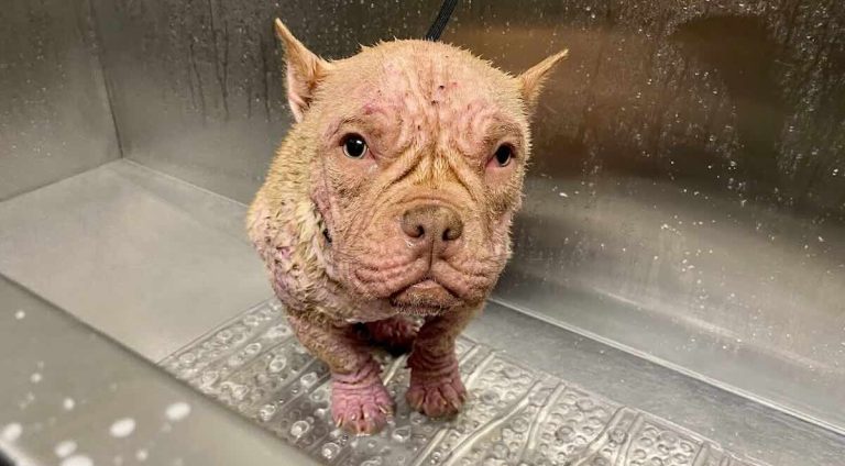 penny the dog recovers