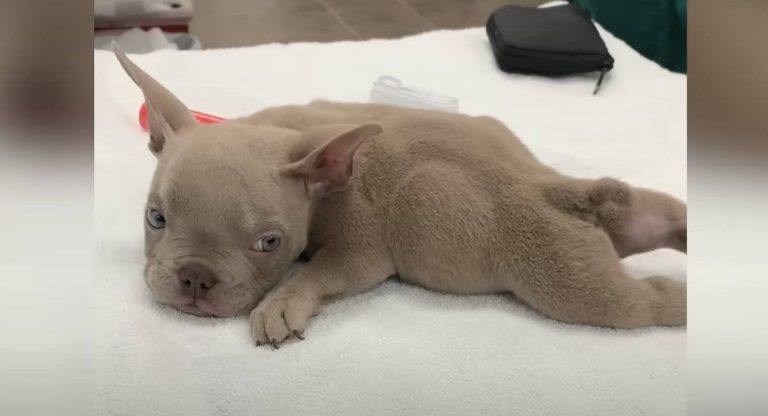puppy with Swimmer's Syndrome