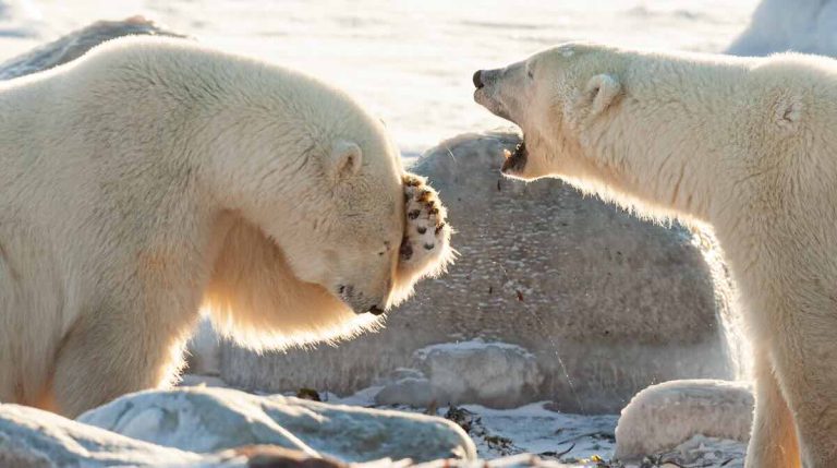 Comedy Wildlife Photography Awards Previews Funny Animals In Action