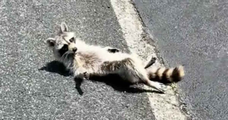 raccoon saved off the road