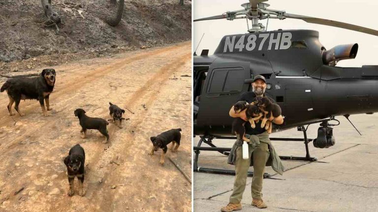 Rottweiler family saved from wildfire