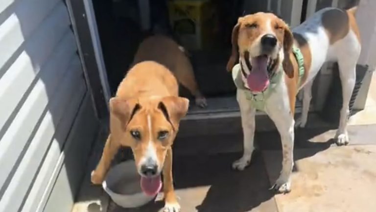 dogs from shelter become neighbors