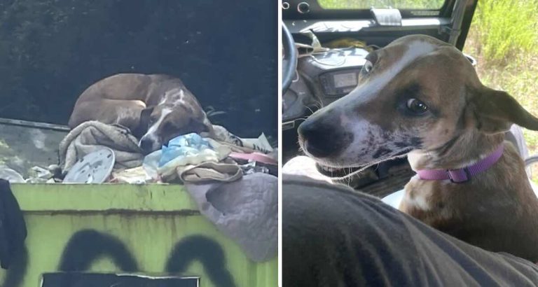 dog rescued from trash heap