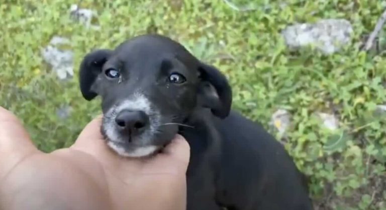 Abandoned Puppy Bravely Finds Her Way To Animal Shelter All On Her Own